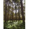 thetford_forest_shop_pic_2