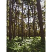 thetford_forest_shop_pic_2